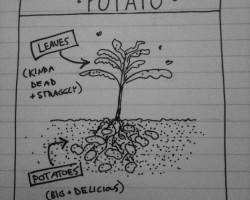 Anatomy of the Potato